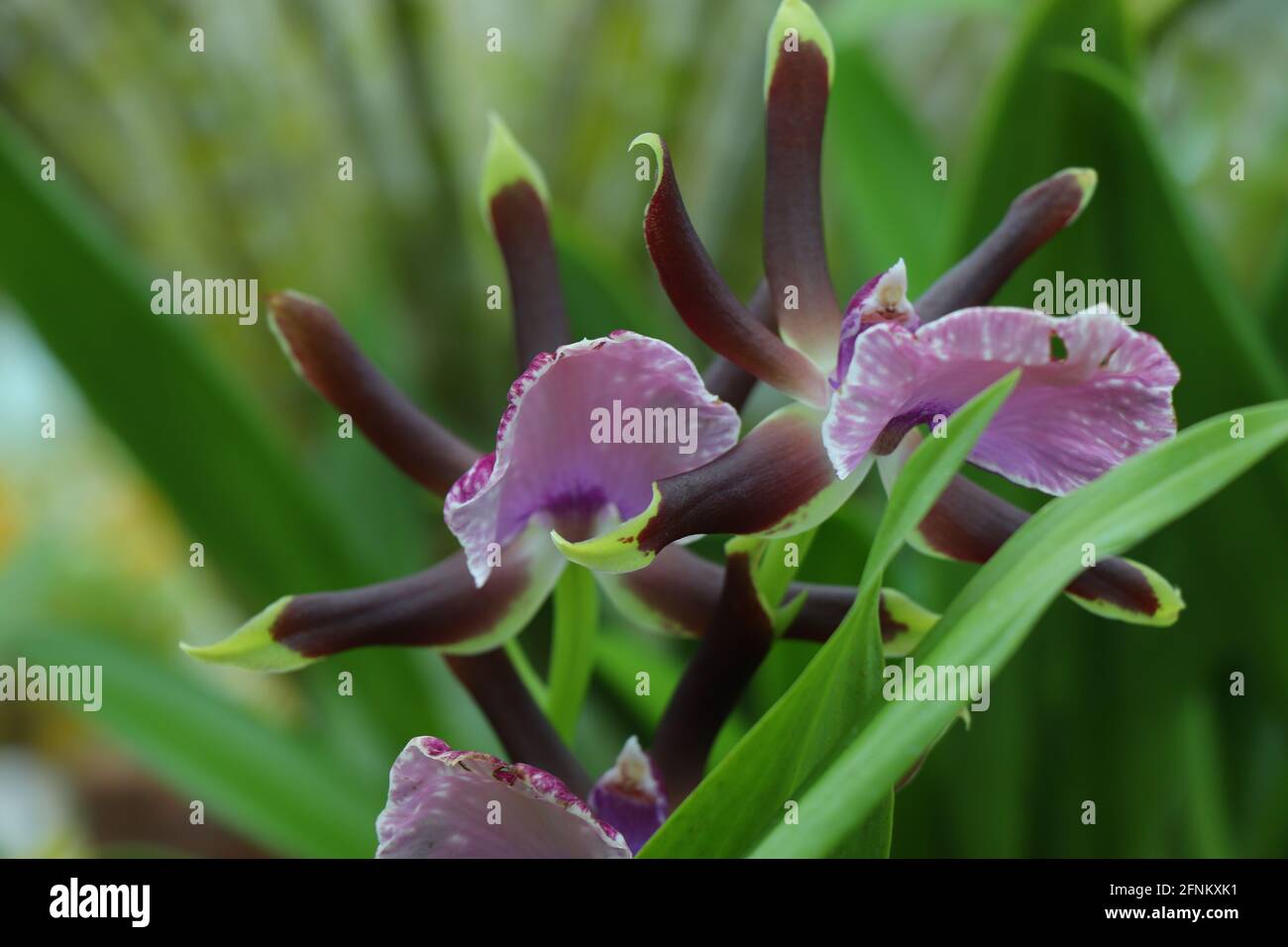 Fleurs d'orchidées. Gros plan de la belle fleur d'orchidée Banque D'Images