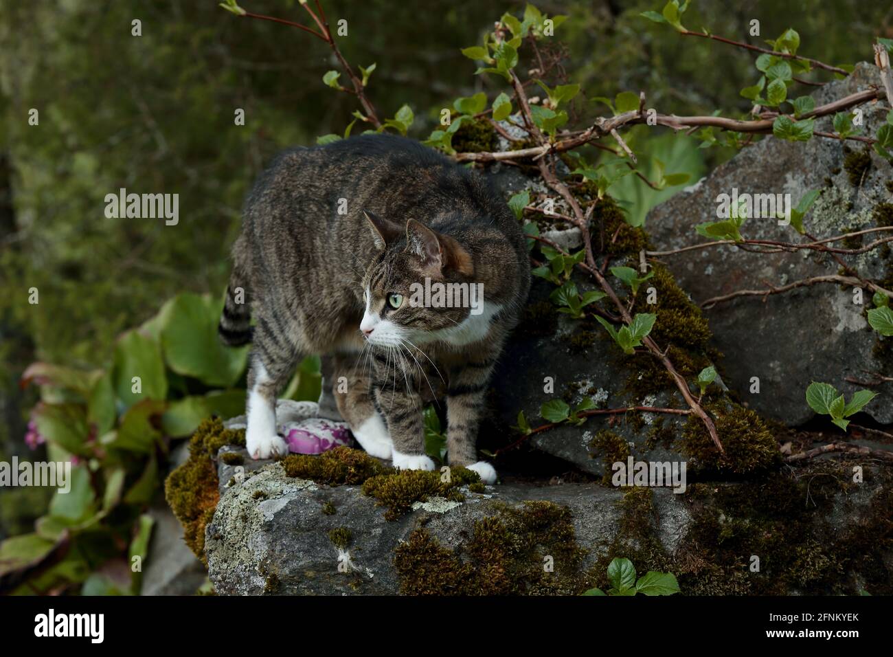 Un tabby brun maison chat scoping son territoire dans le jardin Banque D'Images
