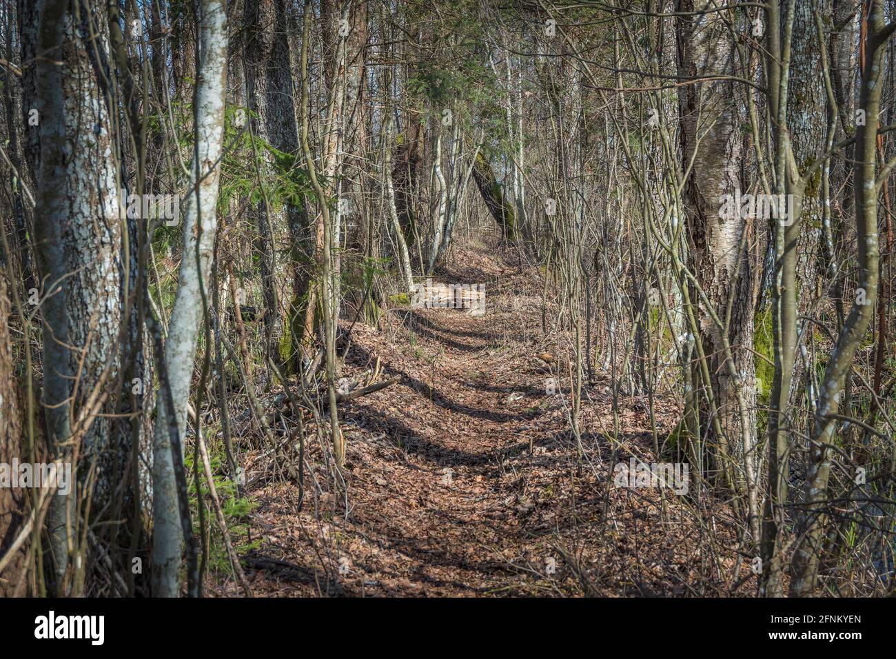 parquet dans le marais. ECO Trail Banque D'Images