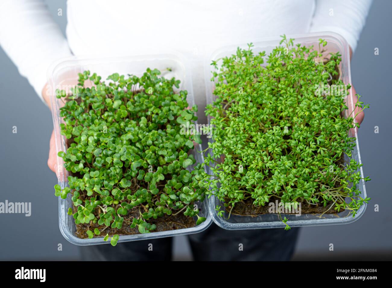 Tenez le micro-vert entre vos mains. Salade de cresson et chou, radis. Pousses germées. Jardinage urbain. Nourriture végétalienne biologique. Vitamines utiles. Croissance à Banque D'Images