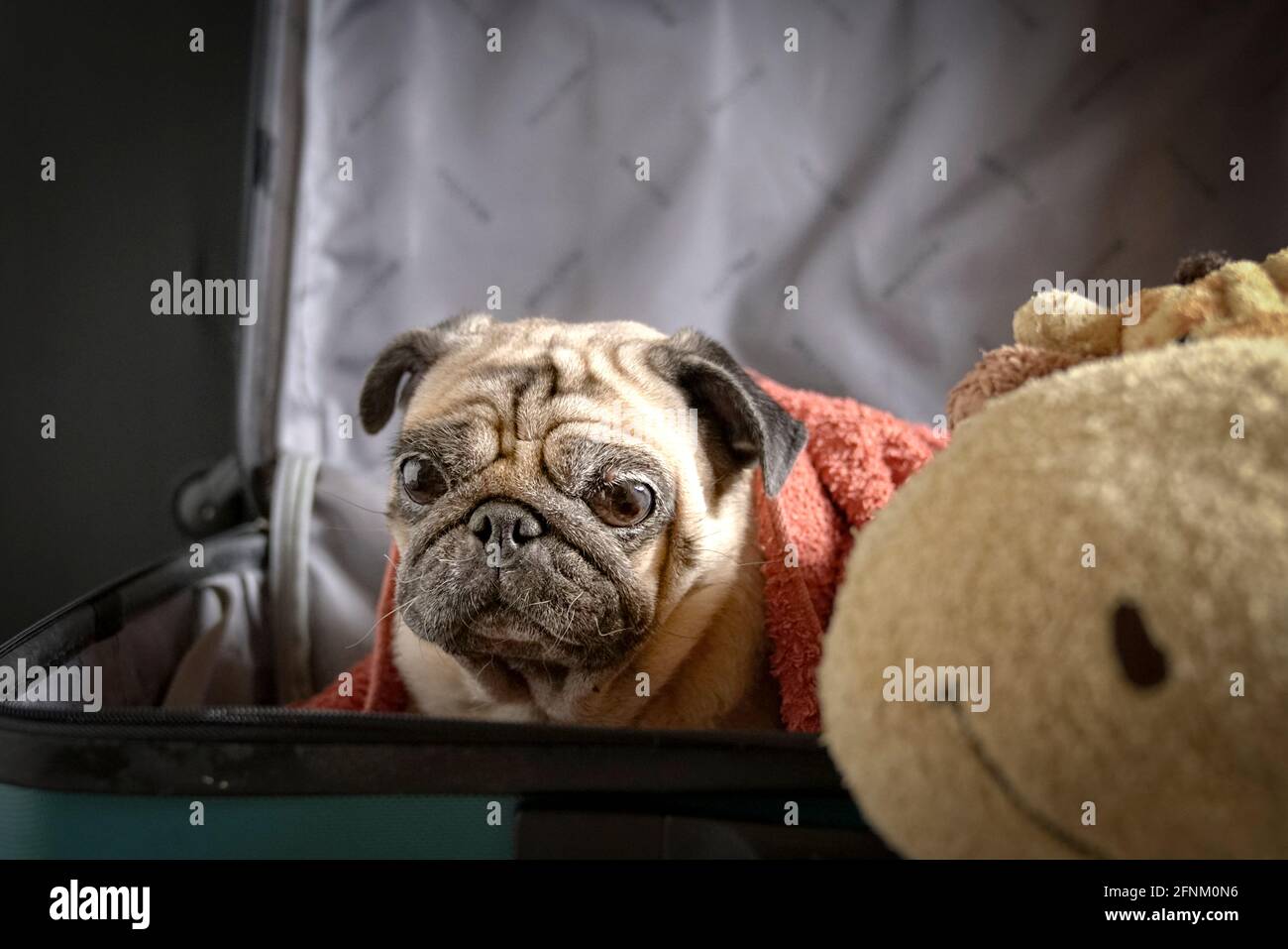 Le PUG dog dans la valise avec soft toy par le côté. Voyage d'adoption chien ou concept. Banque D'Images