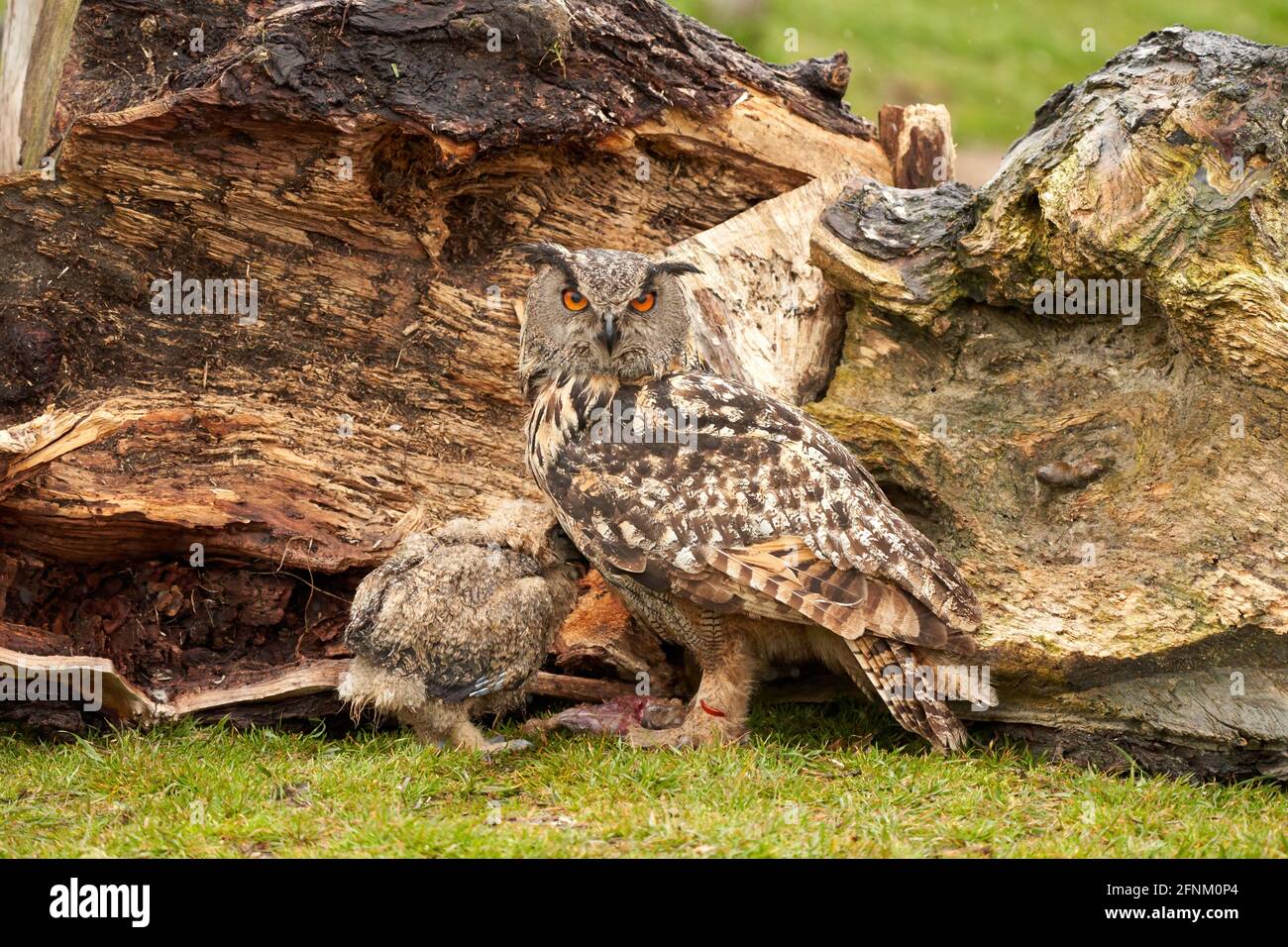 Bebe Chouette Banque D Image Et Photos Alamy
