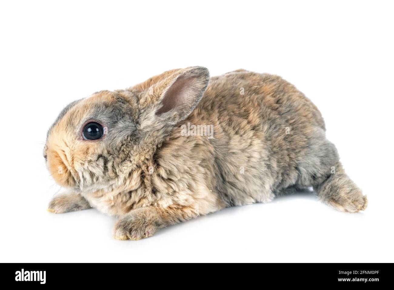lapin rex devant un fond blanc Banque D'Images