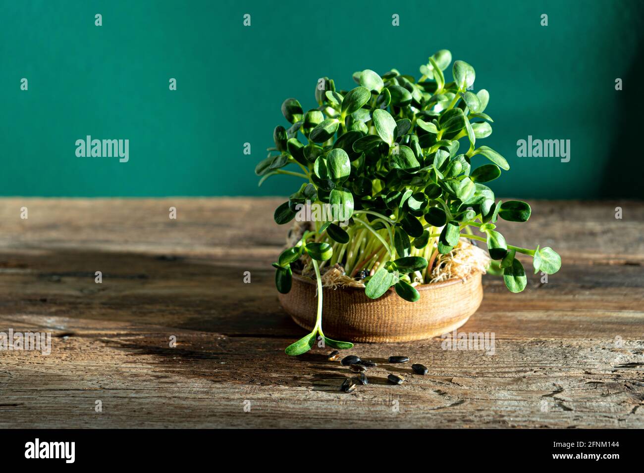 Culture de micro-vert dans un bol en bois. Feuilles de tournesol. Graines germinantes pour la nourriture écologique végétalienne. Jardin de la maison sur la table. Concept écologique. Urbain Banque D'Images