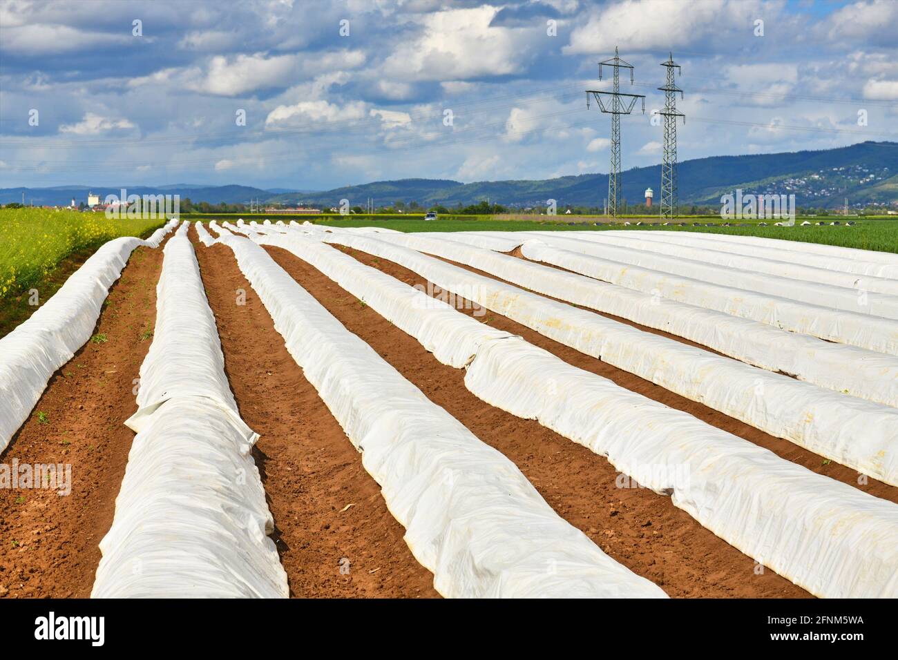 Champ d'asperges blanches avec des rangées couvertes de feuilles pendant la récolte Temps en Allemagne Banque D'Images