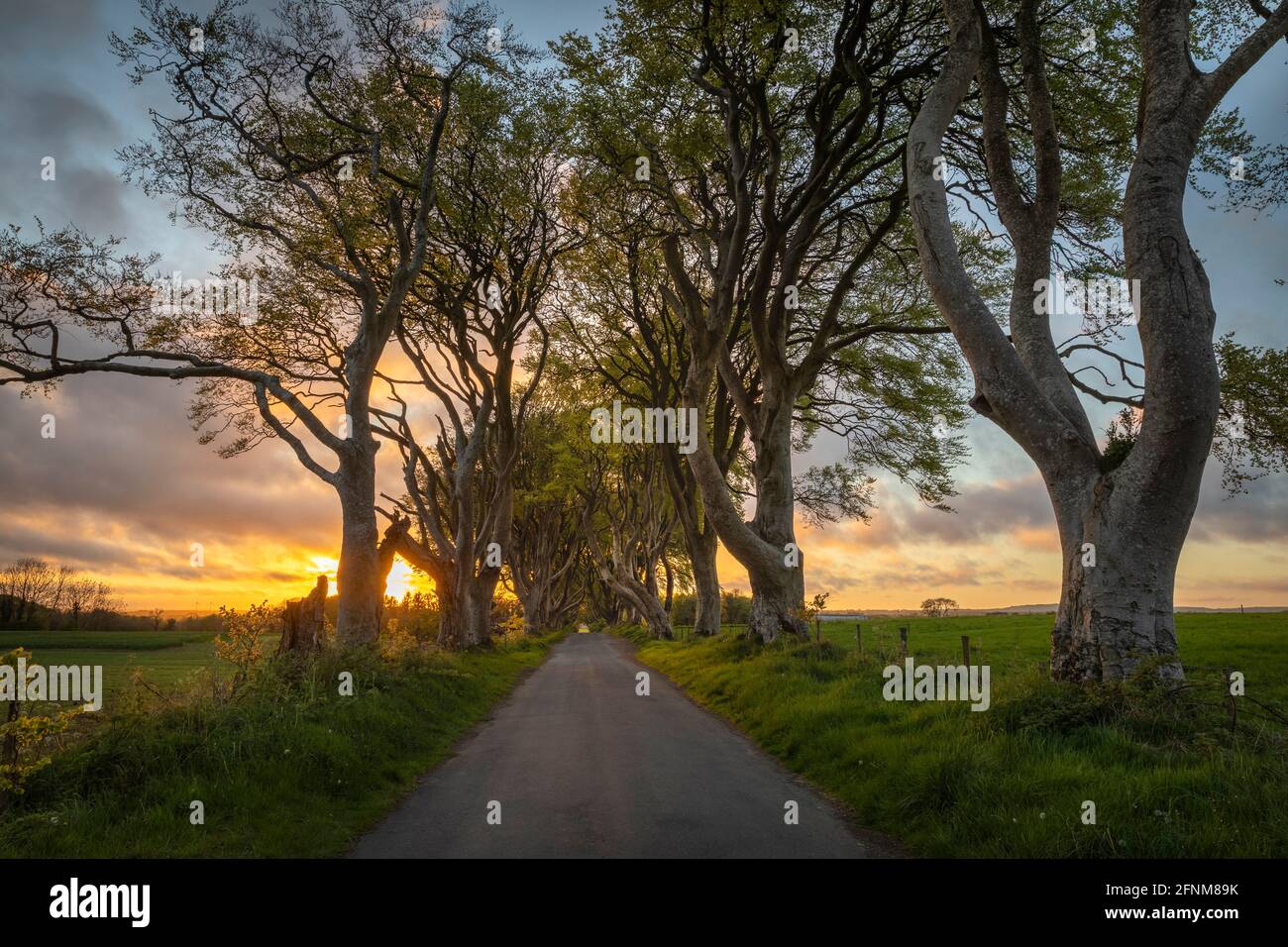 Avenue des Beech, connue sous le nom de Dark Hedges in Co. Antrim Irlande du Nord Banque D'Images