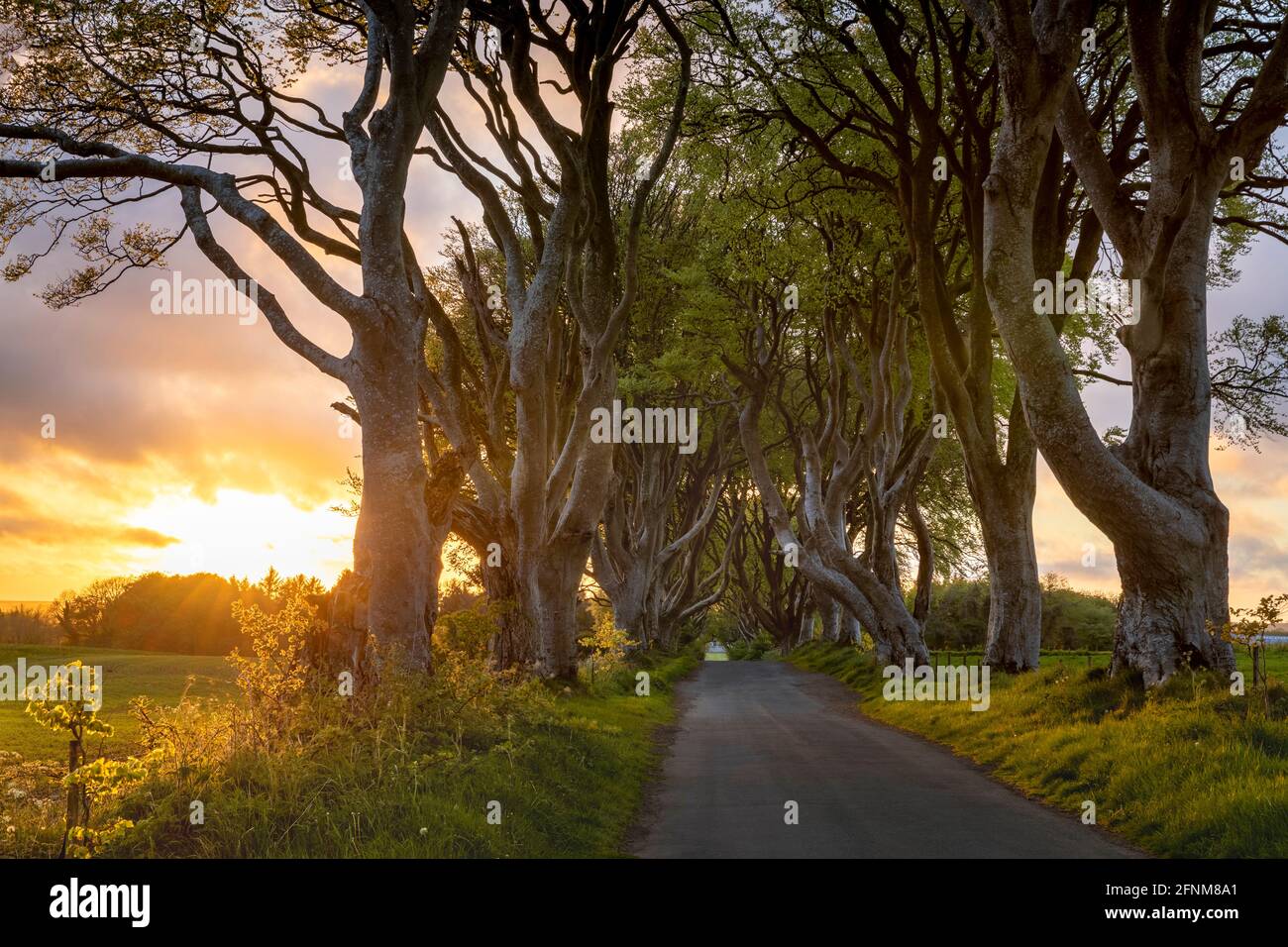 Avenue des Beech, connue sous le nom de Dark Hedges in Co. Antrim Irlande du Nord Banque D'Images