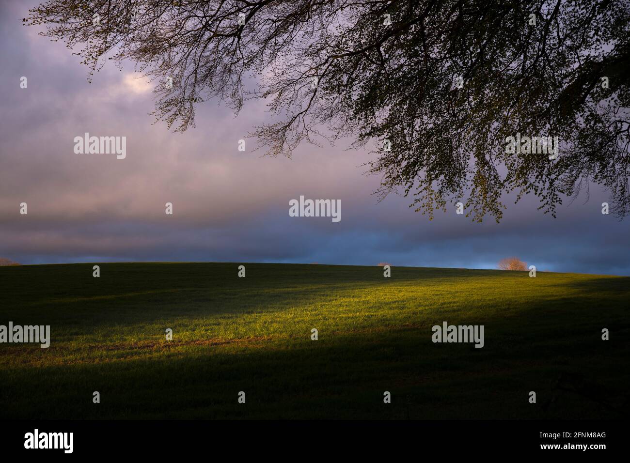 Paysage près de The Dark Hedges dans Co. Antrim Irlande du Nord Banque D'Images