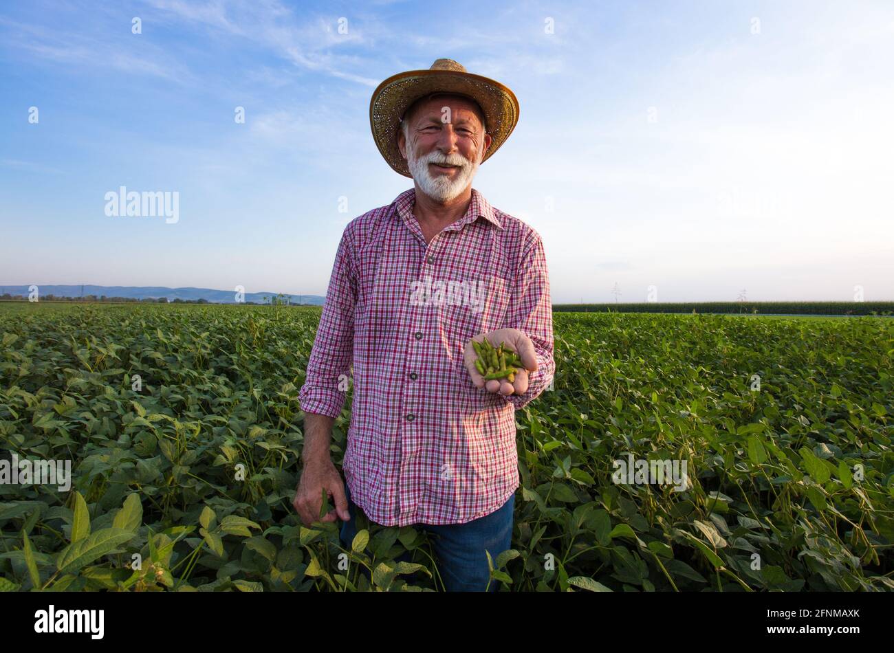 Agriculteur mature tenant des gousses vertes dans le champ de soja en été. Paysan heureux. Concept Abgribusiness Banque D'Images