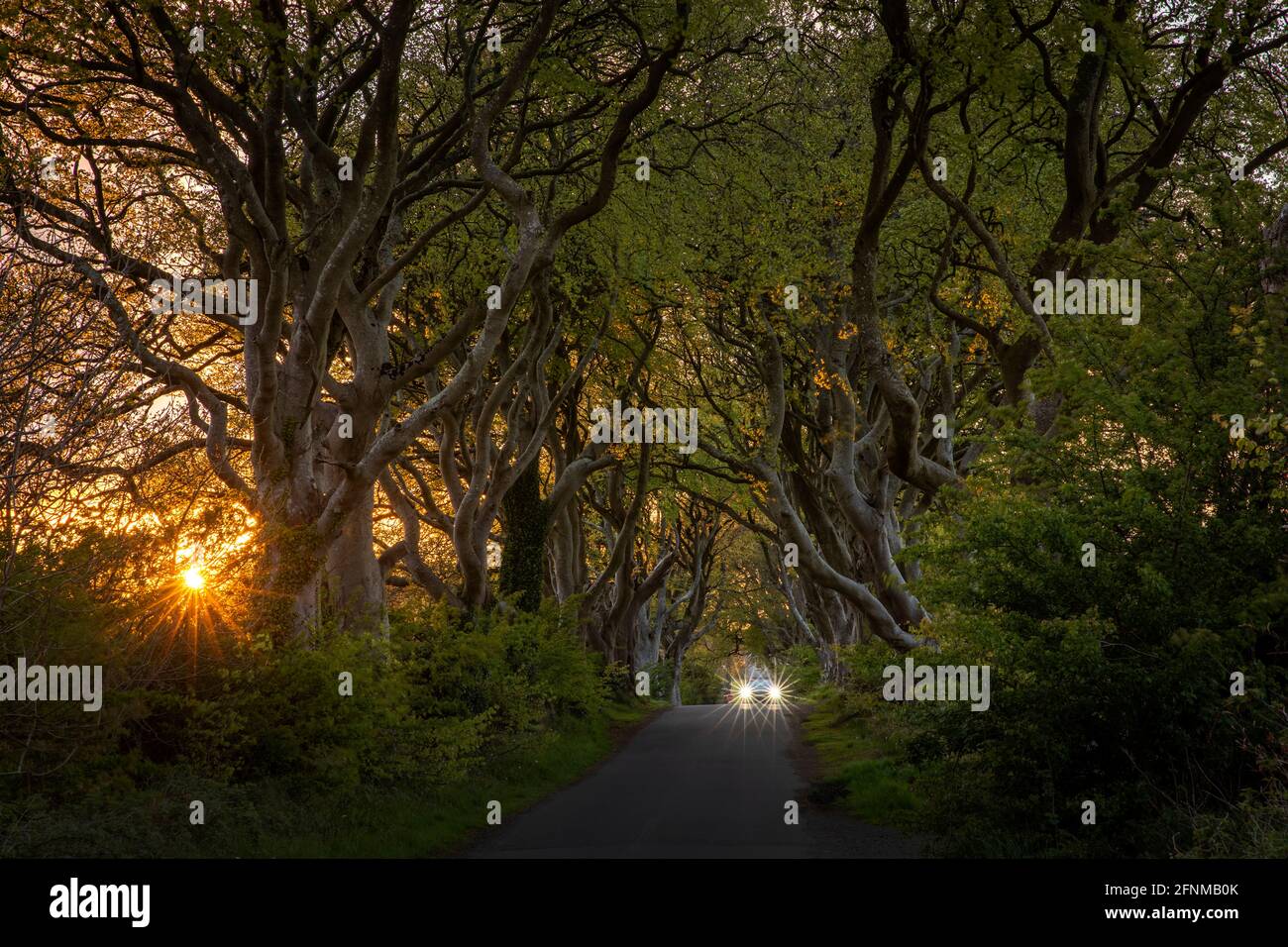 Avenue des Beech, connue sous le nom de Dark Hedges in Co. Antrim Irlande du Nord Banque D'Images