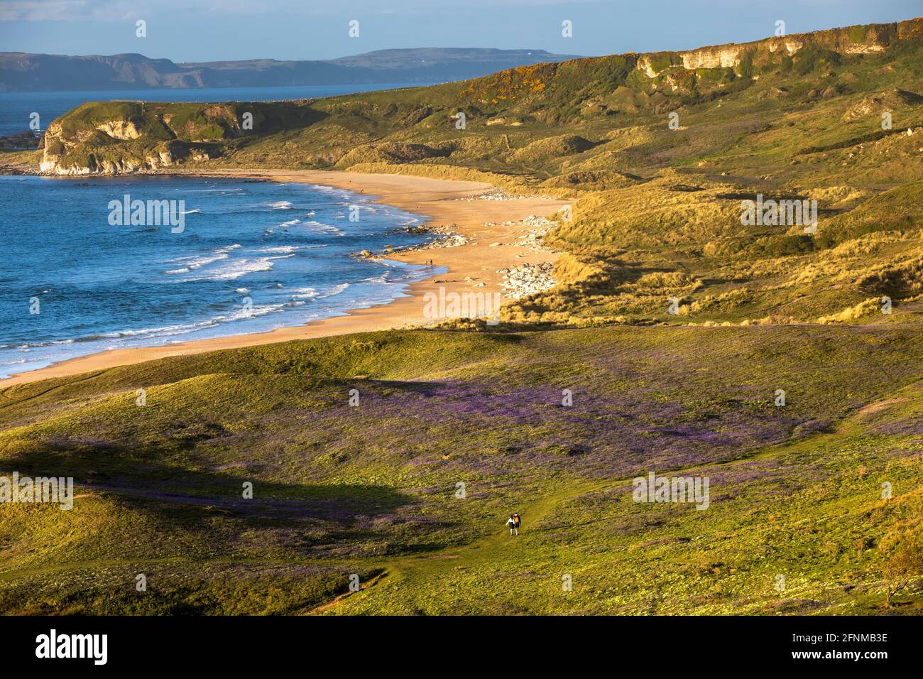 Bluebells à Whitepark Bay, Co. Antrim, Irlande du Nord Banque D'Images