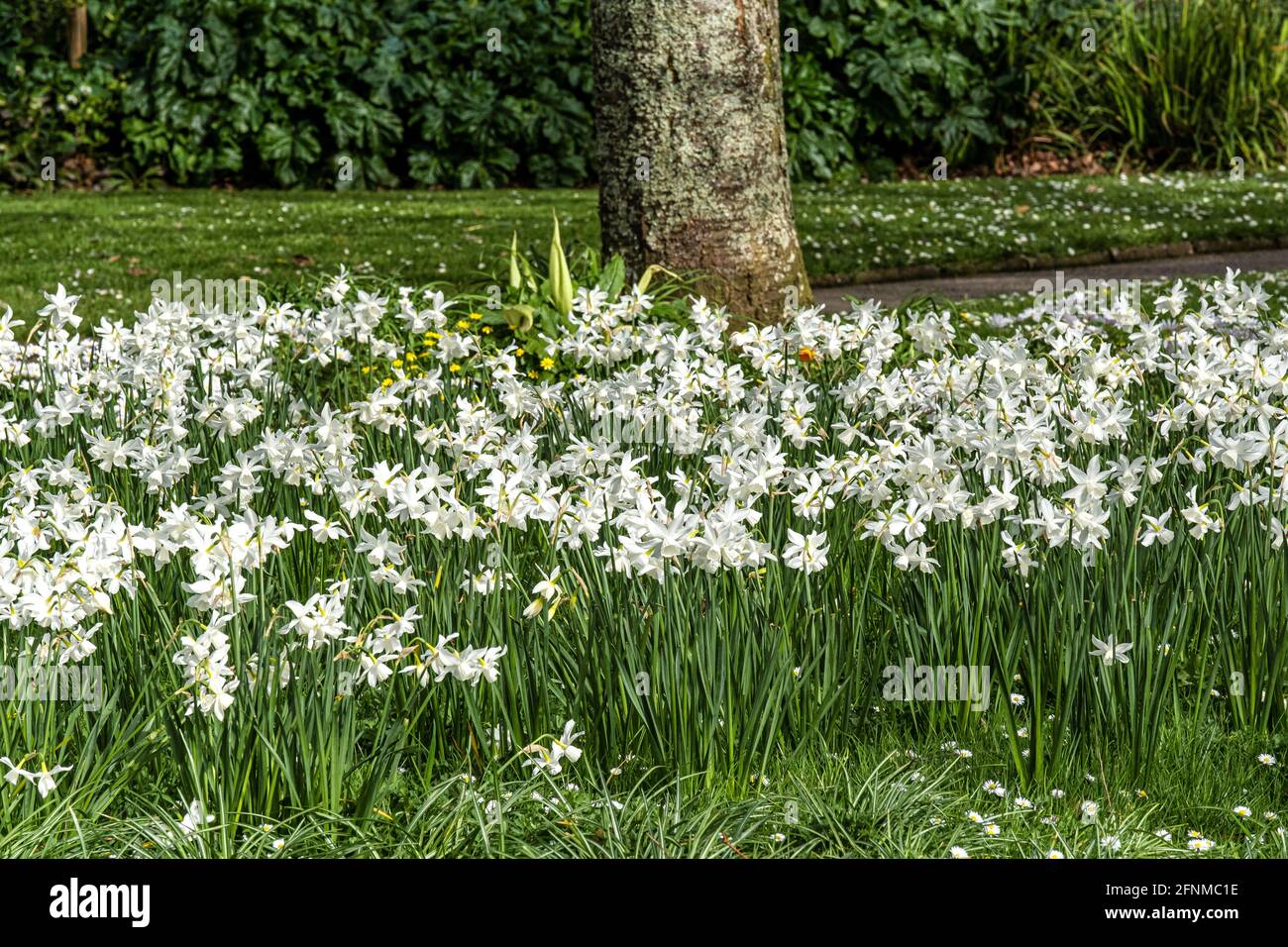 Un lit de daffodils blancs Narcisse narcissi poussant dans les jardins de Trenance à Newquay en Cornouailles. Banque D'Images