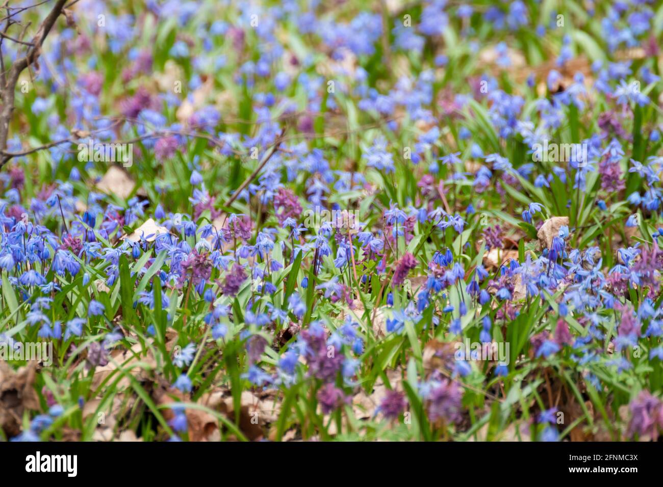 Jolie pelouse en fleurs de Scilla bifolia bleu (calmar alpin, calmar à deux  feuilles) et Corydalis cava violet en gros plan. Fleurs printanières  ensoleillées avec sel Photo Stock - Alamy