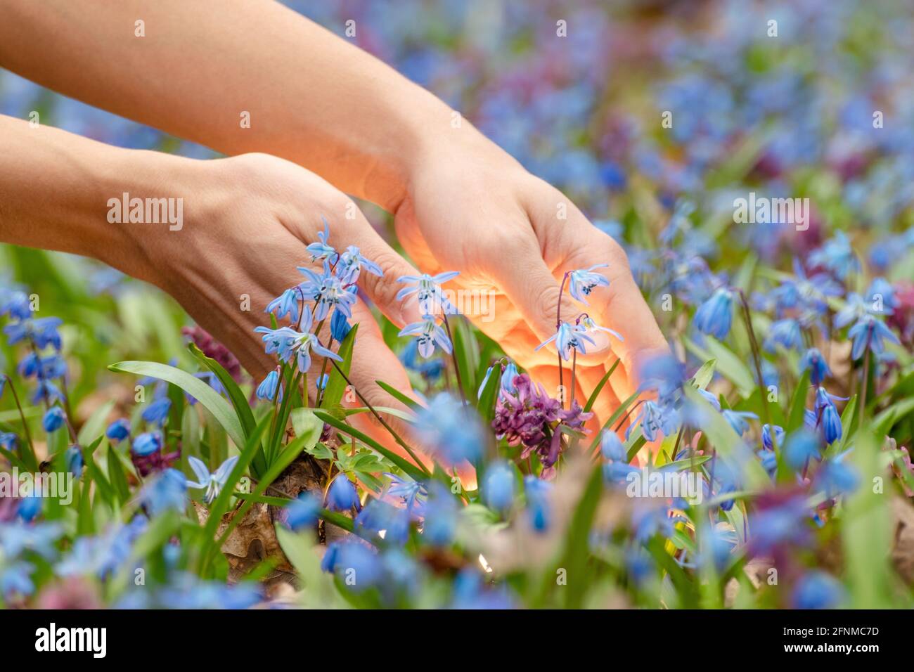 Les mains cueillant la lumière magique qui brille de la pelouse en fleur avec le joli call bleu Scilla bifolia et Corydalis cava pourpre dans la forêt sauvage ensoleillée. Ressort flo Banque D'Images