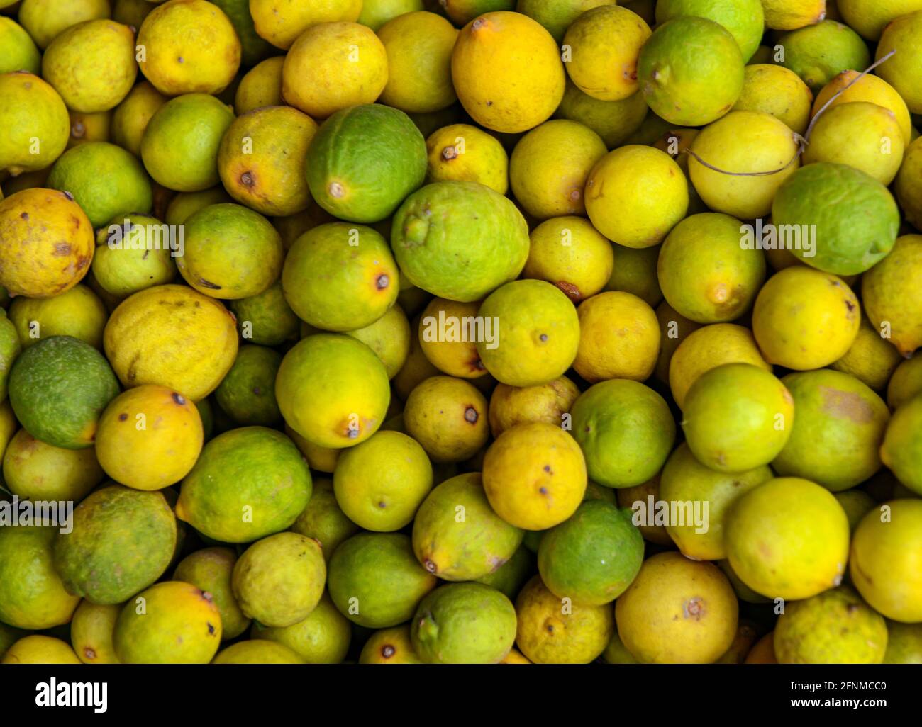 Le citron est une espèce de petit arbre à feuilles persistantes La famille des plantes à fleurs Rutaceae Banque D'Images
