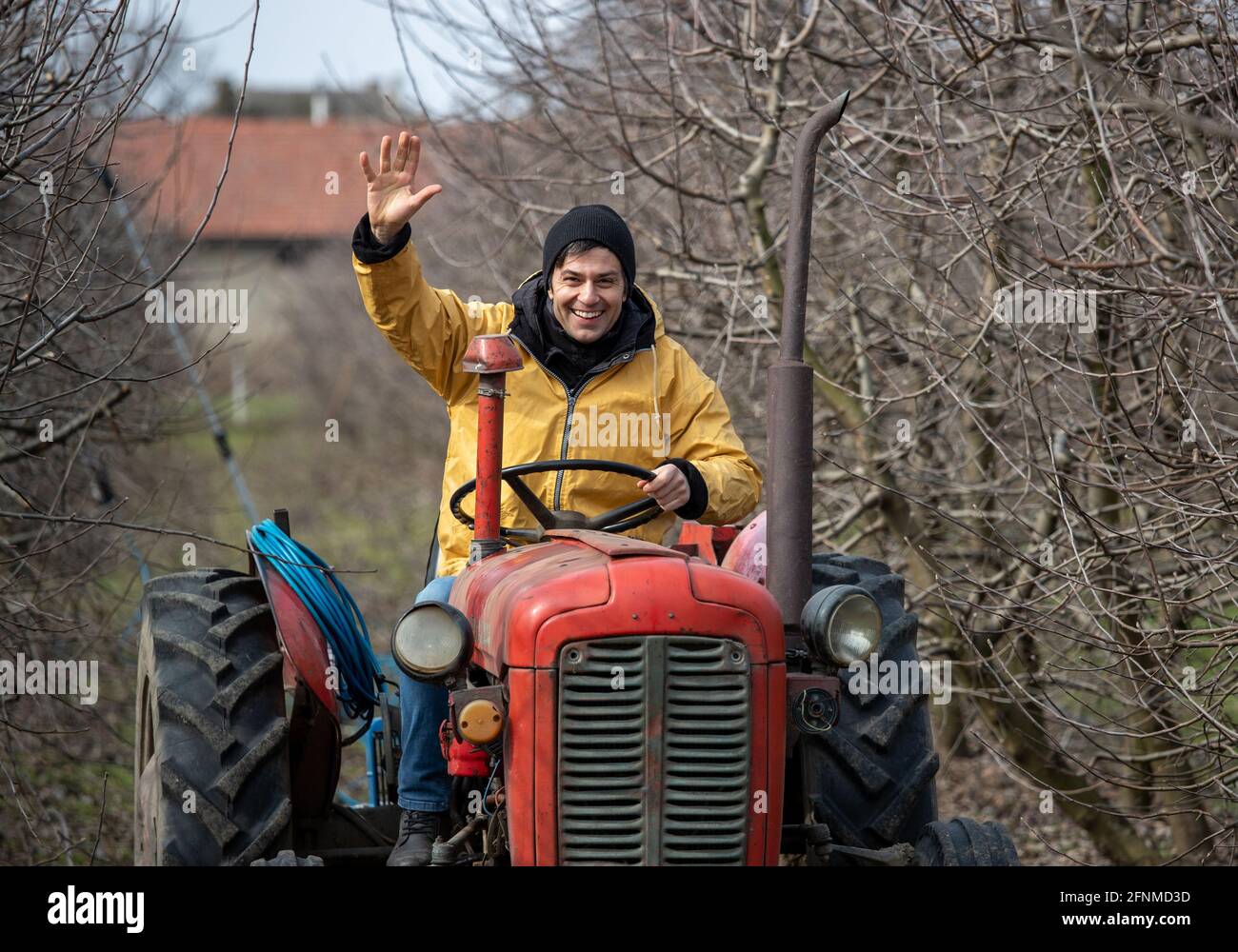 Un agriculteur excité conduit un tracteur dans un verger en hiver Banque D'Images