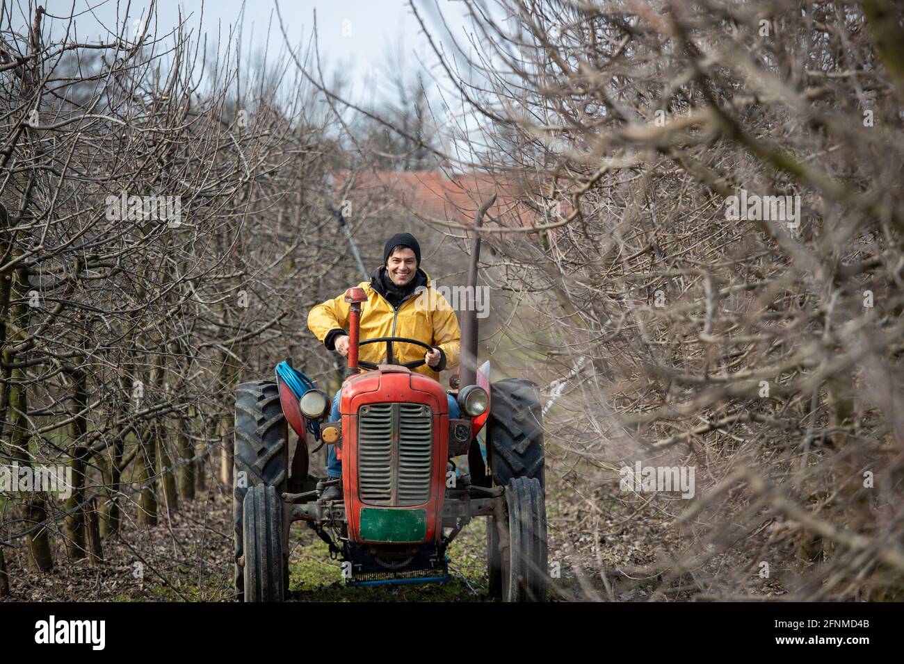 Un agriculteur excité conduit un tracteur dans un verger en hiver Banque D'Images