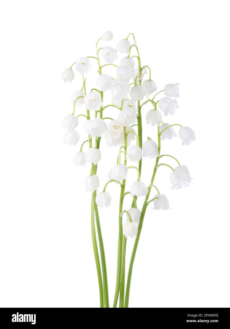 Cinq fleurs de Lily de la Vallée isolées sur fond blanc. Banque D'Images