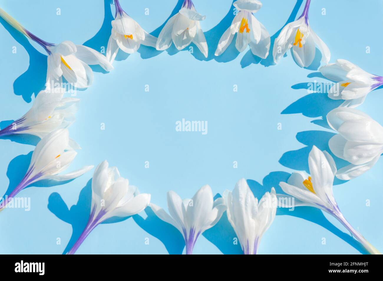 Fleurs de crocus blanc sur fond bleu doux dans un cercle. Cadre à motif floral à motif Early Spring avec espace pour copier une carte et une bannière Banque D'Images