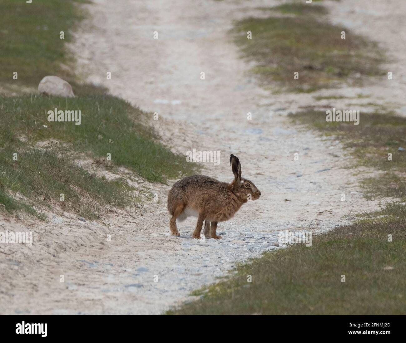 Brown Hare Ardnave point Islay, Inner Hebrides, Écosse, Royaume-Uni. Banque D'Images Brown Hare Ardnave point Islay, Inner Hebrides, Écosse, Royaume-Uni. Banque D'Images