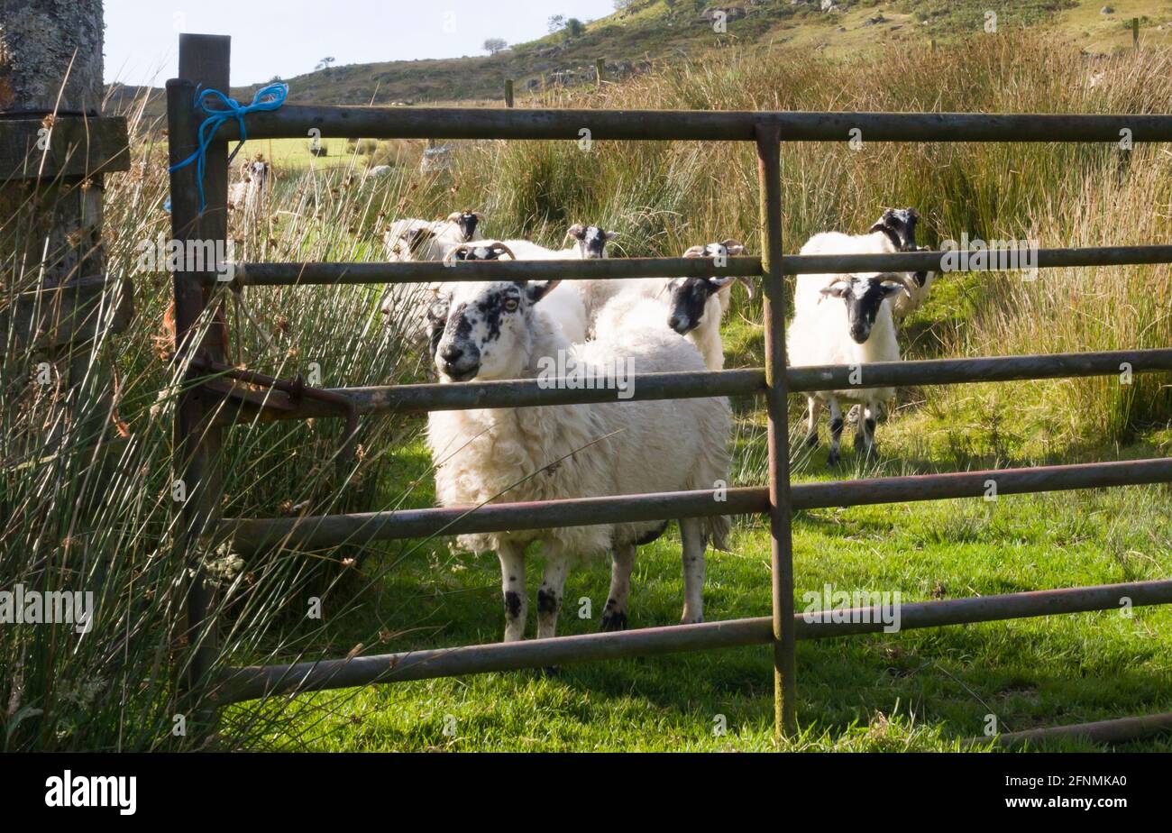 Moutons écossais à fond noir sur une ferme de collines, en Écosse, derrière la porte d'entrée. Banque D'Images