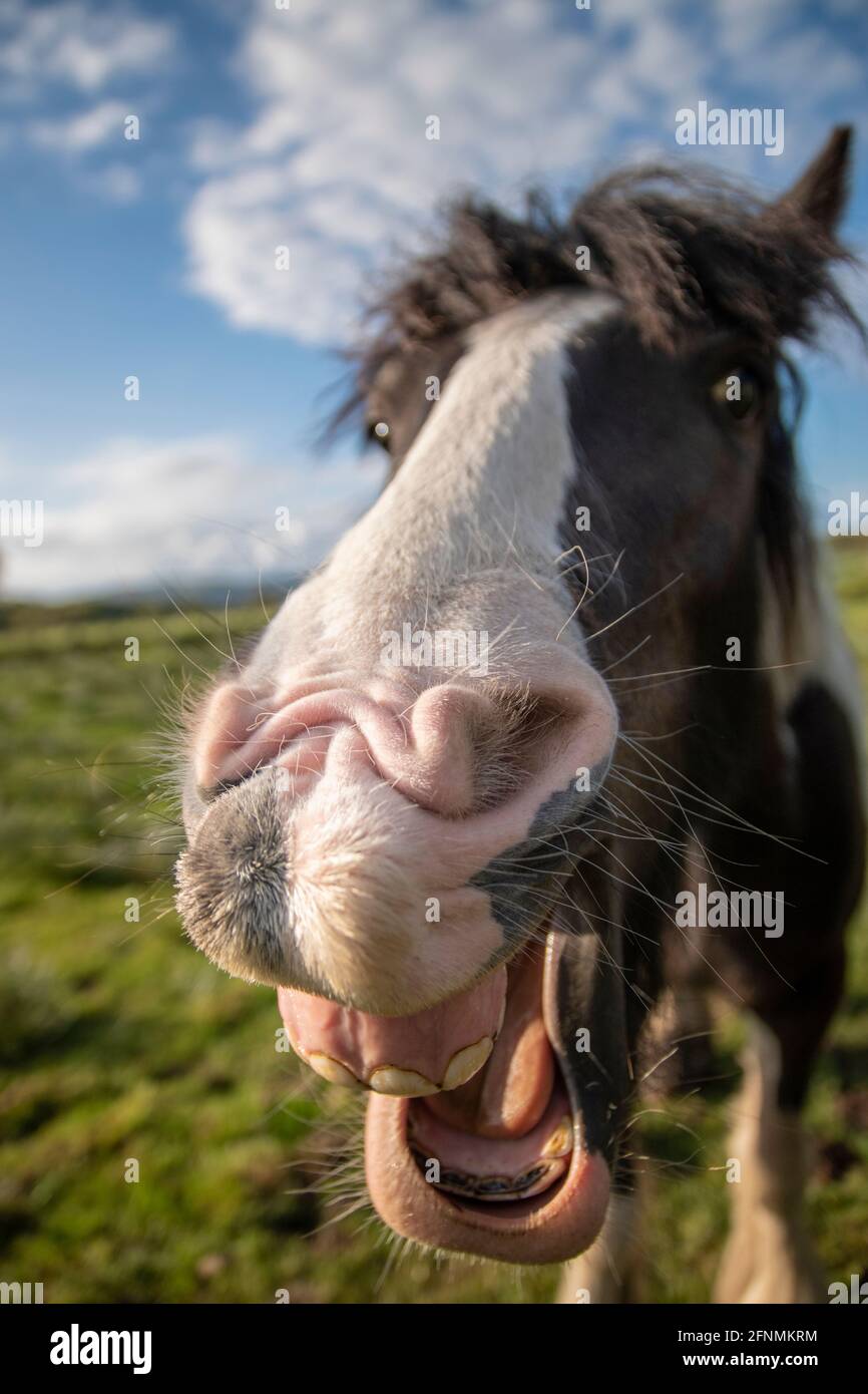 un petit poney tirant un visage drôle à la caméra Banque D'Images