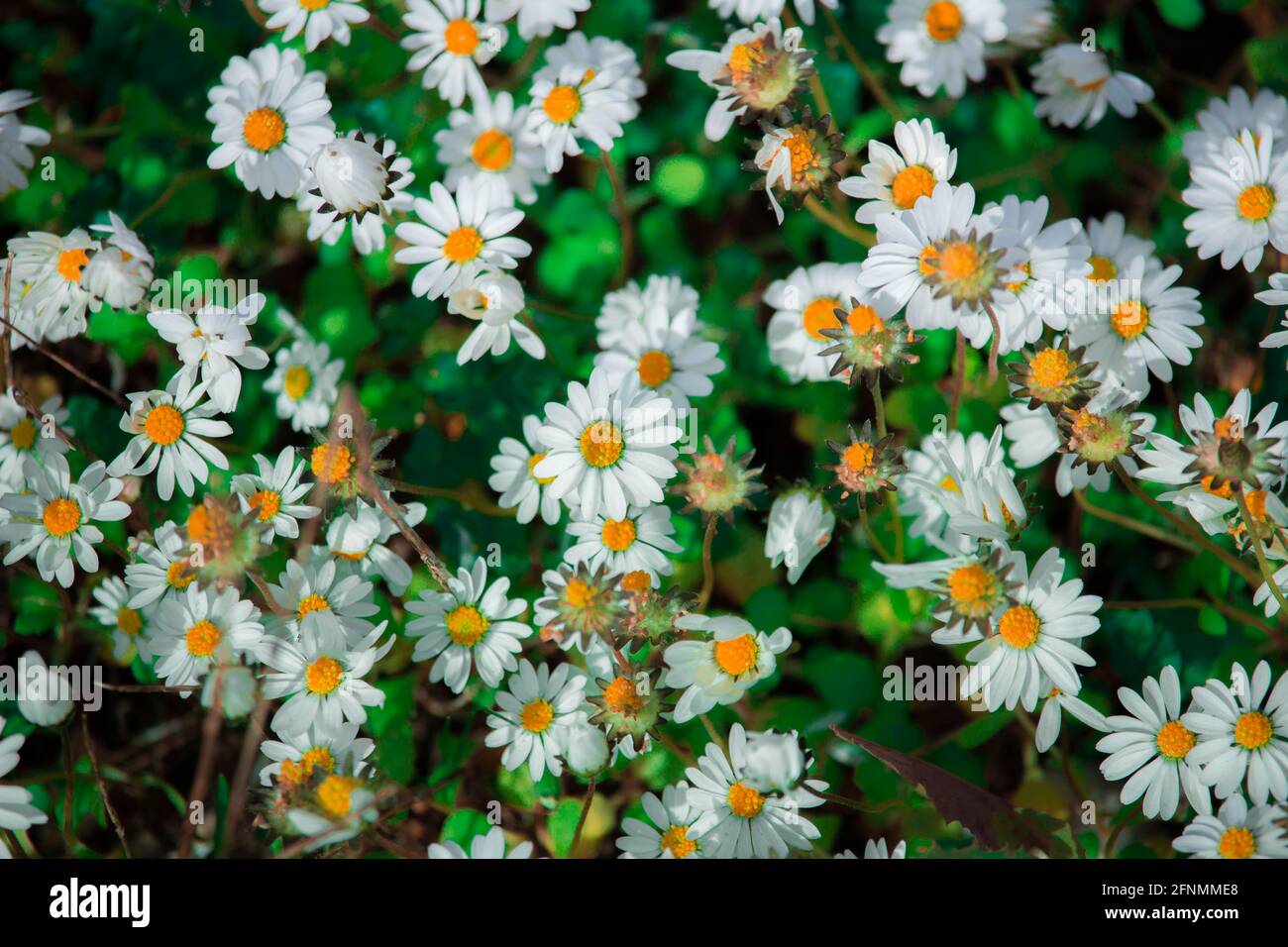 Cadre plein de fleurs blanches Banque D'Images