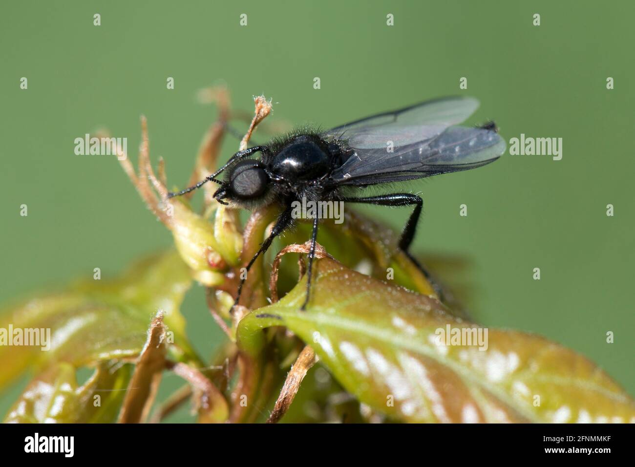 La mouche adulte de St Marc (Bibio marci) sur les feuilles, apparaissant autour de St Marks Day, ce sont des insectes lents à longues pattes, Berkshire, mai Banque D'Images