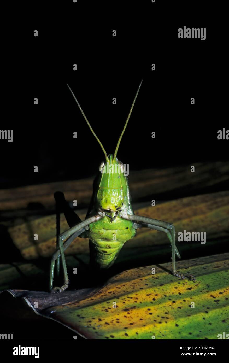 Grand brocheur Bas-pays forêt tropicale région de Manu, Pérou IN000005 Banque D'Images