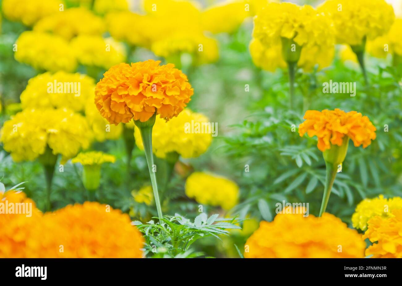 Tagètes jaunes sont en fleurs dans le jardin. Banque D'Images