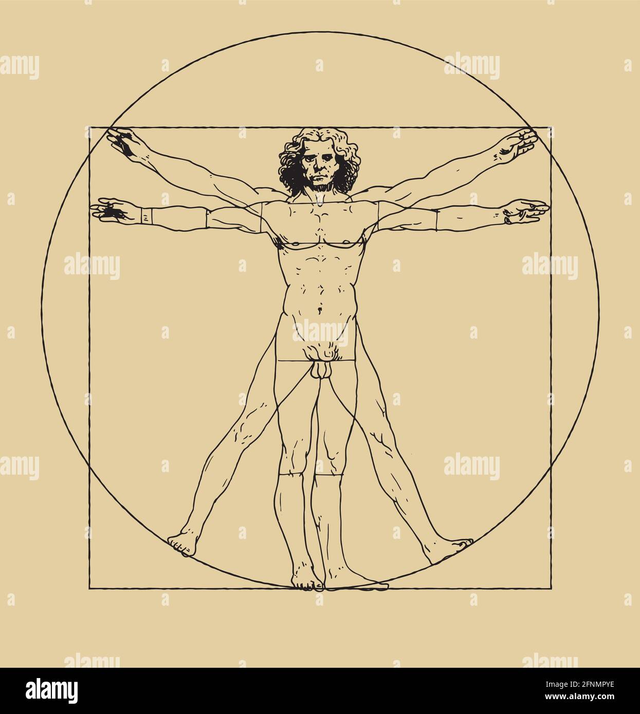 Vitruvian Homme dessin de Leonardo da Vici. Illustration vectorielle nette d'un dessin célèbre. Schéma vintage des proportions du corps humain. Illustration de Vecteur