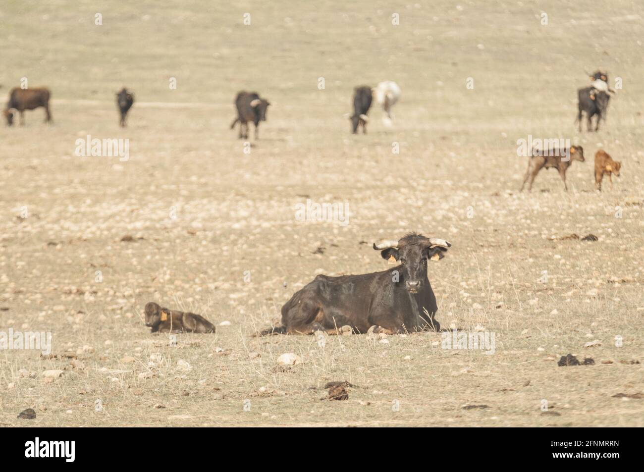 Veaux dans la prairie Banque D'Images