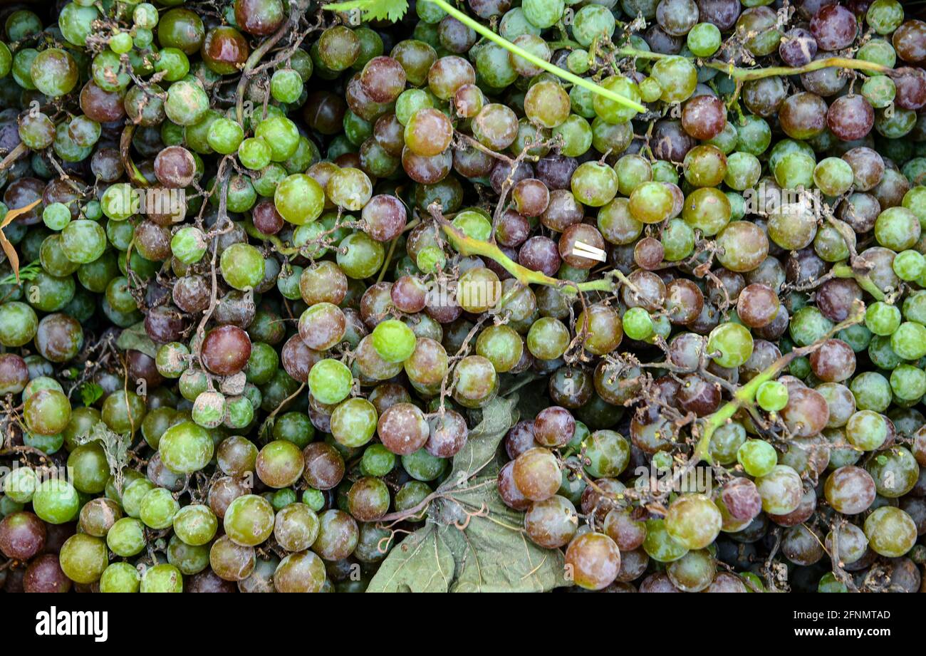 Un raisin est un fruit, botaniquement une baie, des vignes ligneuses décidues du genre des plantes à fleurs Banque D'Images