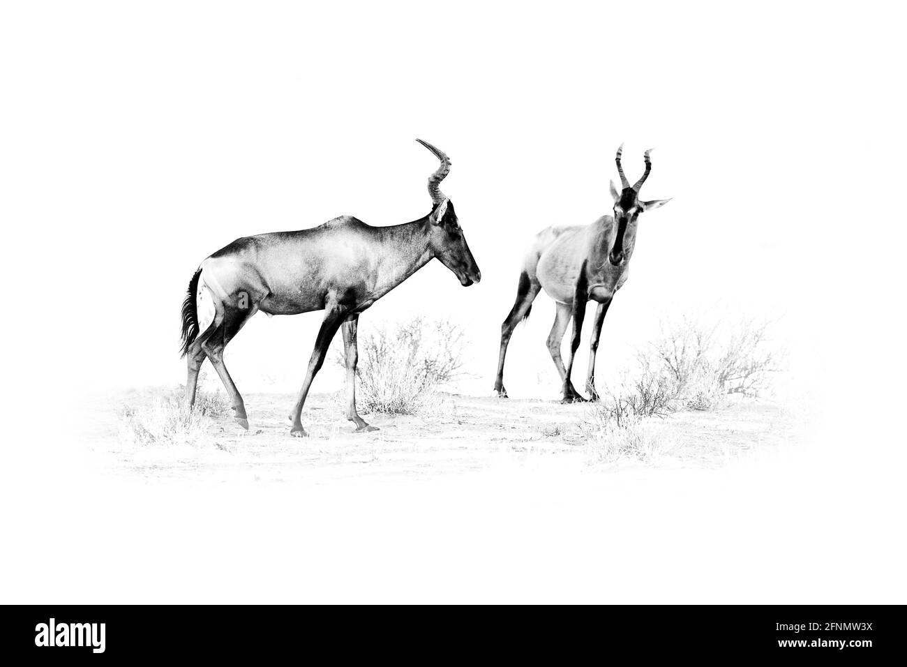 Afrique Art noir et blanc. Groupe de hartebeest dans l'herbe, Namibie en Afrique. Rouge , Alcelaphus buselaphus caama, portrait de détail de gros brun Banque D'Images