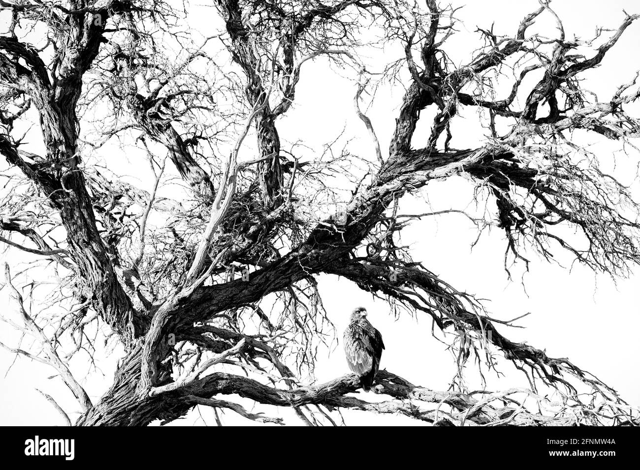 Afrique, noir et blanc. Aigle de Wahlberg, Hieraaetus wahlbergi, oiseau de proie brun et noir dans l'habitat naturel, assis sur la branche, Kruger Banque D'Images