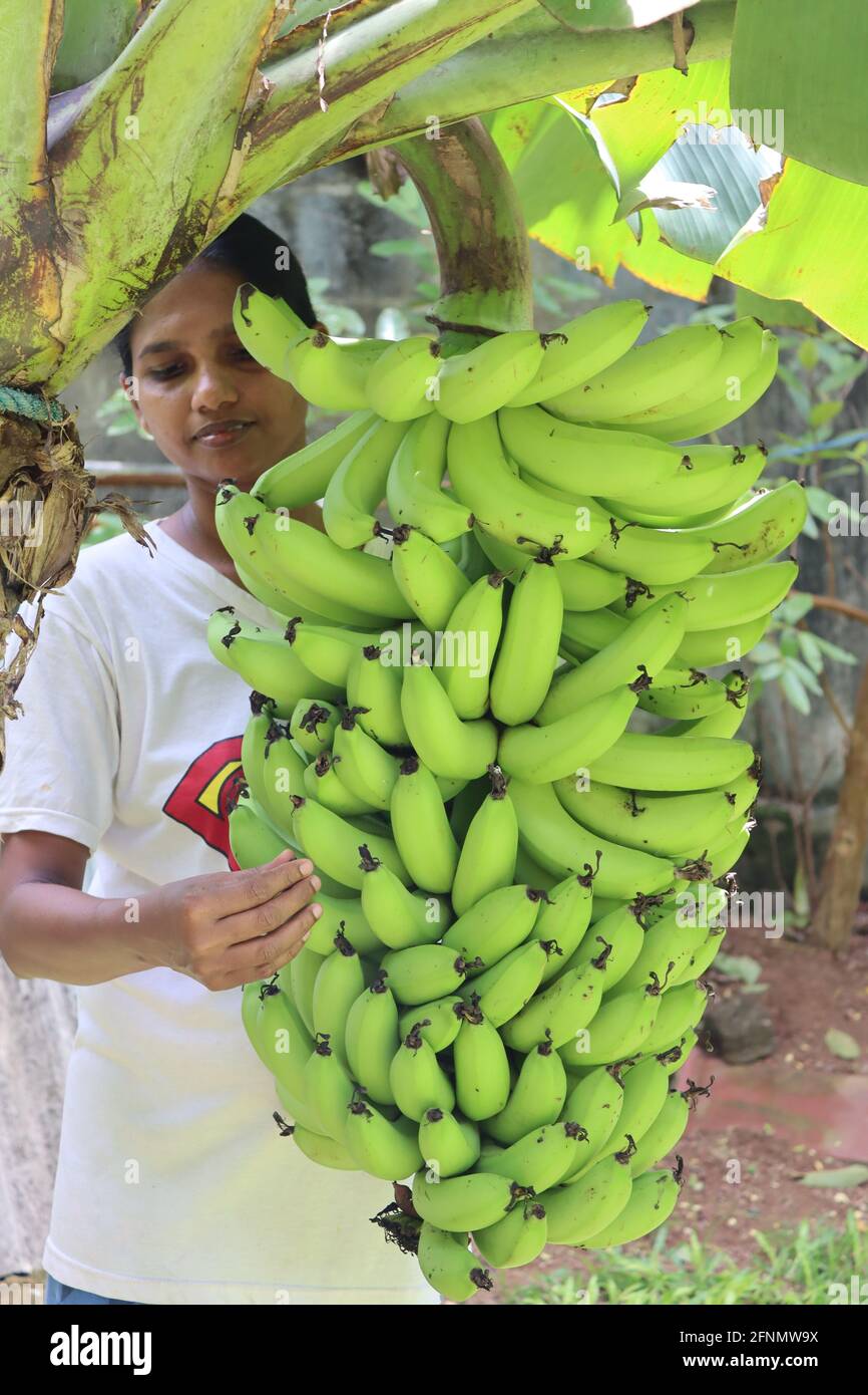 Récolte de banane de l'arrière-cour, c'est Sri lankan la culture de jardin à la maison pour la banane douce. Généralement, les villages cultivent la banane pour l'usage à la maison ou la vente. Banque D'Images
