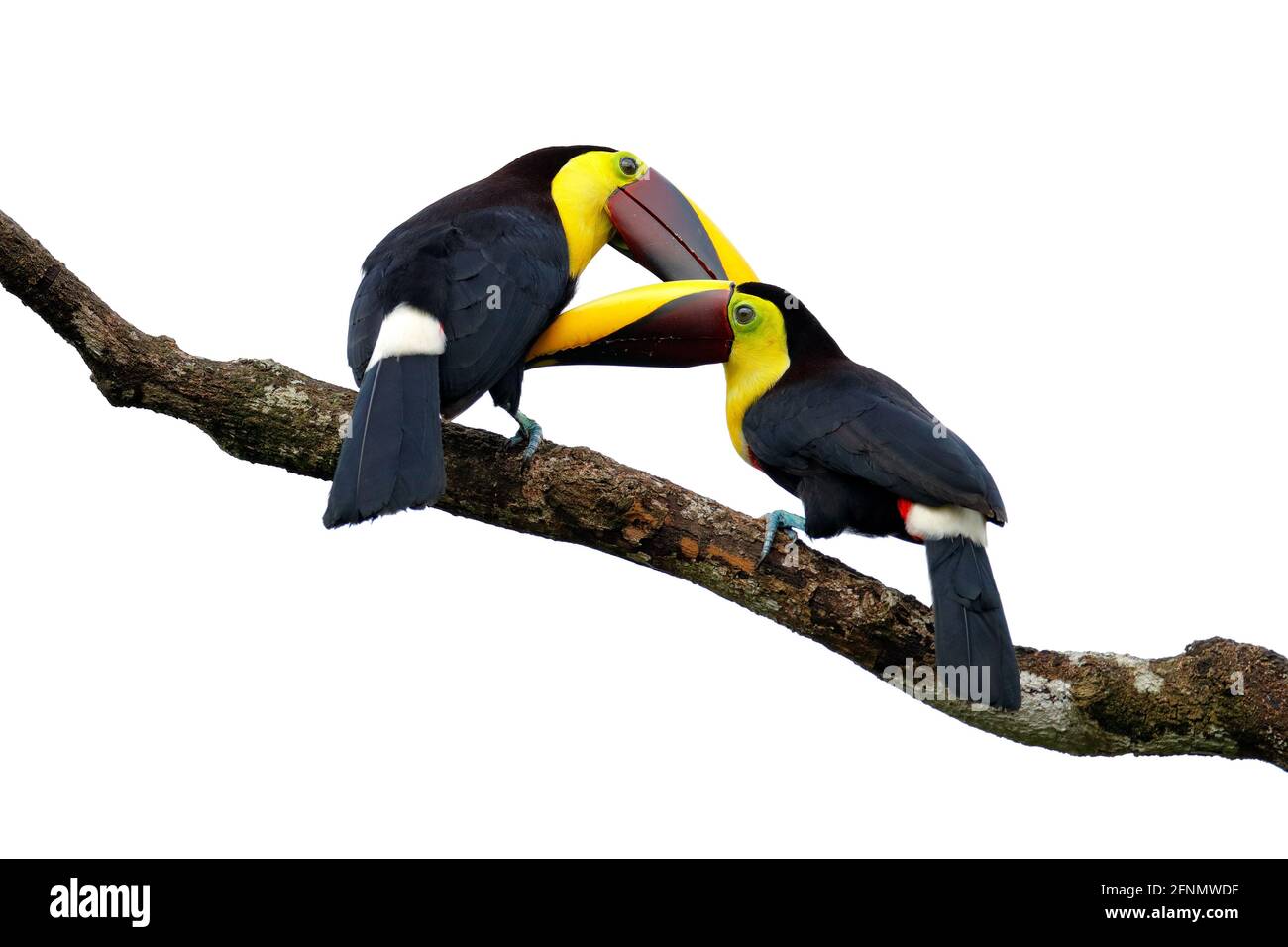 L'amour des Toucans de Chesnut-Mandibuled assis sur la branche dans la pluie tropicale, fond blanc. Scène de la faune de la nature avec de beaux oiseaux dans le tribunal Banque D'Images