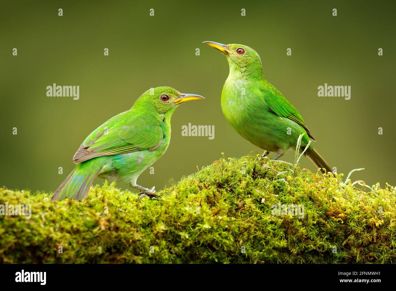 Green Honeyrampante, Chlorophanes spiza, Malachite exotique vert et bleu oiseau forme Costa Rica. Portrait en gros plan d'un animal agréable dans l'habitat. TW Banque D'Images