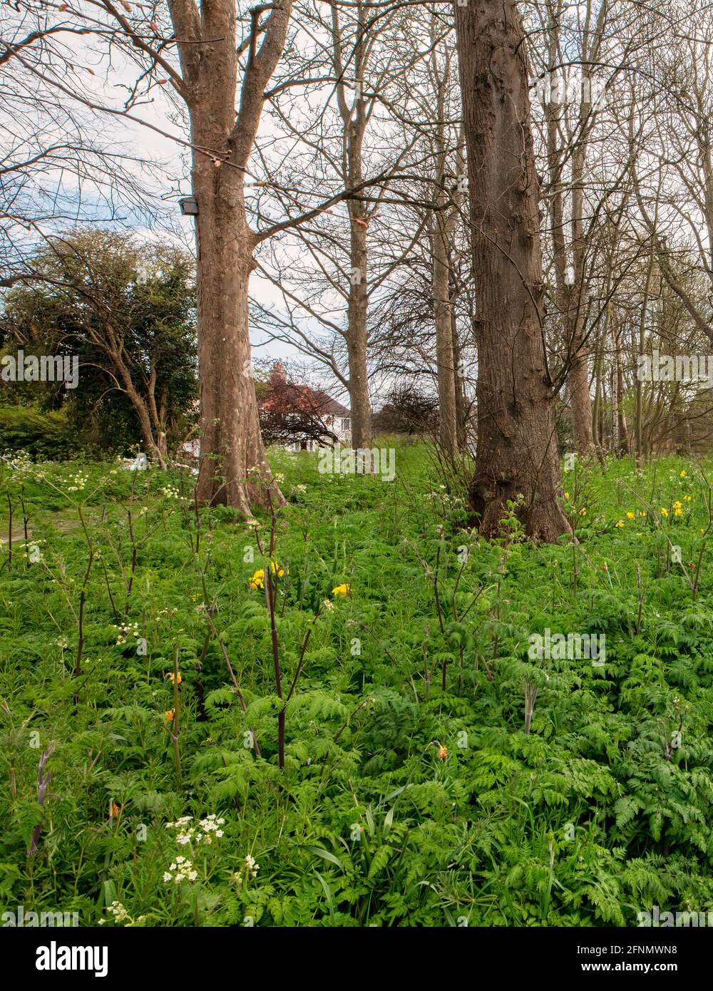 Lobb's Wood, Littlehampton, West Sussex; un parc de poche rempli de persil de vache et entretenu par le conseil de district d'Arun Banque D'Images