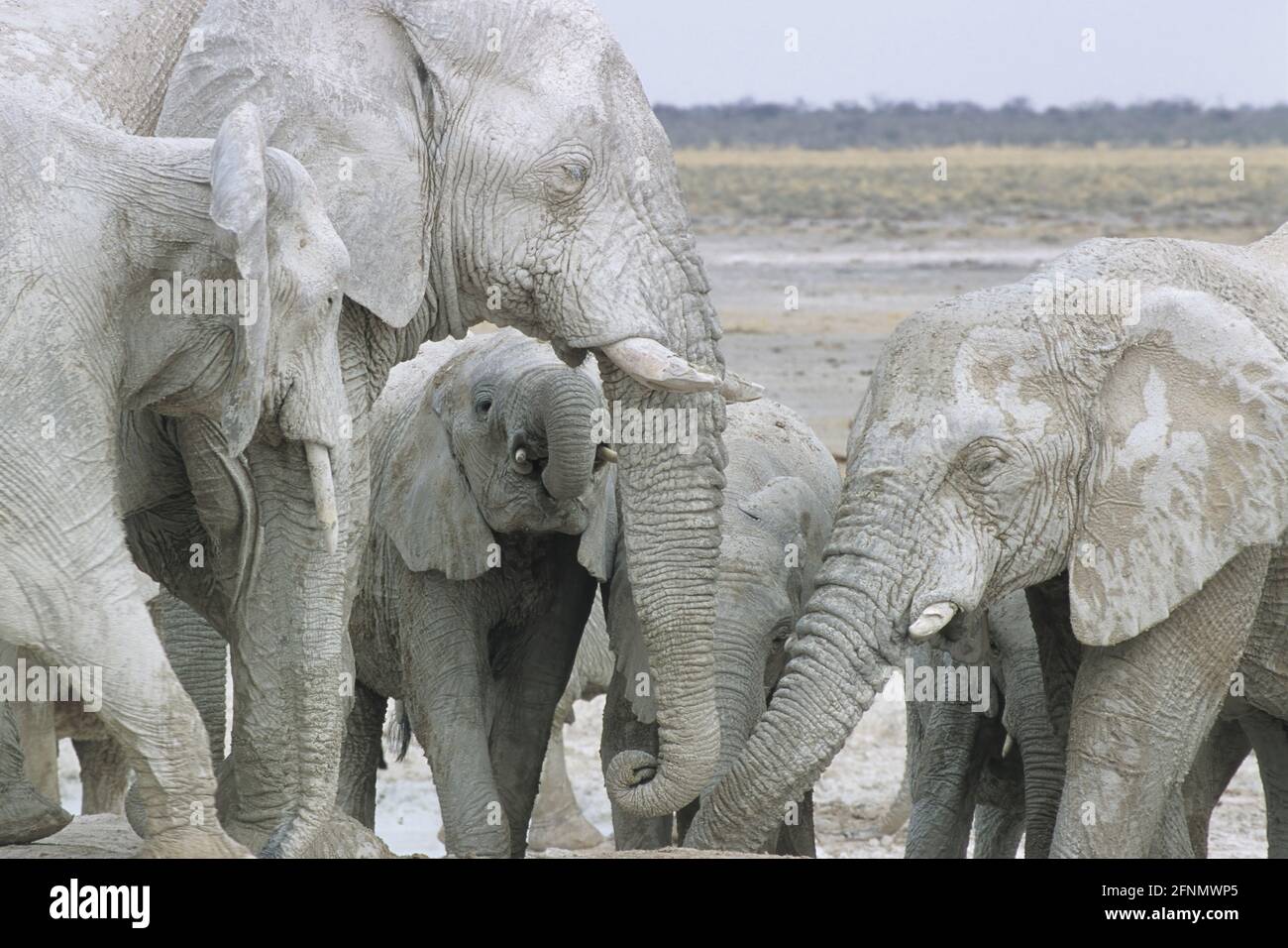 Eléphant africain - les célèbres « éléphants blancs » d'Etosha Loxodonta africana Parc national d'Etosha, Namibie MA000622 Banque D'Images