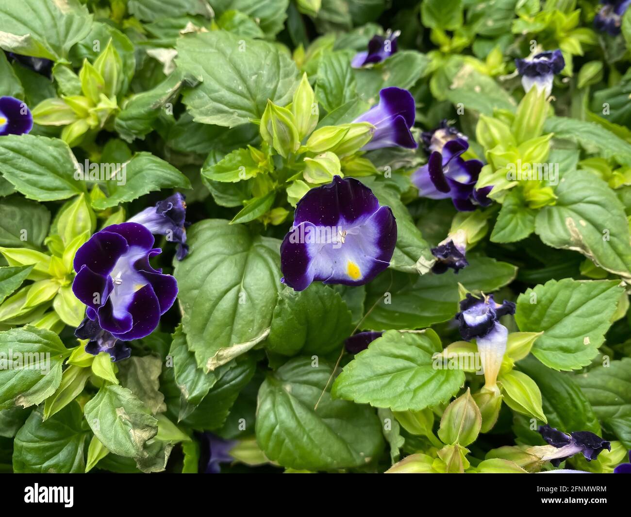 Vue de dessus sur les fleurs de torénia bleu violet dans le jardinier (accent sur la floraison au centre) Banque D'Images