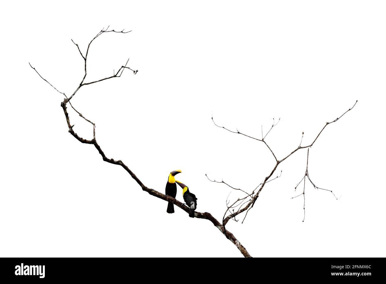 Oiseau tropique en forêt. Saison des pluies en Amérique. Toucan en châtaignier et mandibré, assis sur la branche sous la pluie tropicale avec fond vert de jungle. Faune sc Banque D'Images