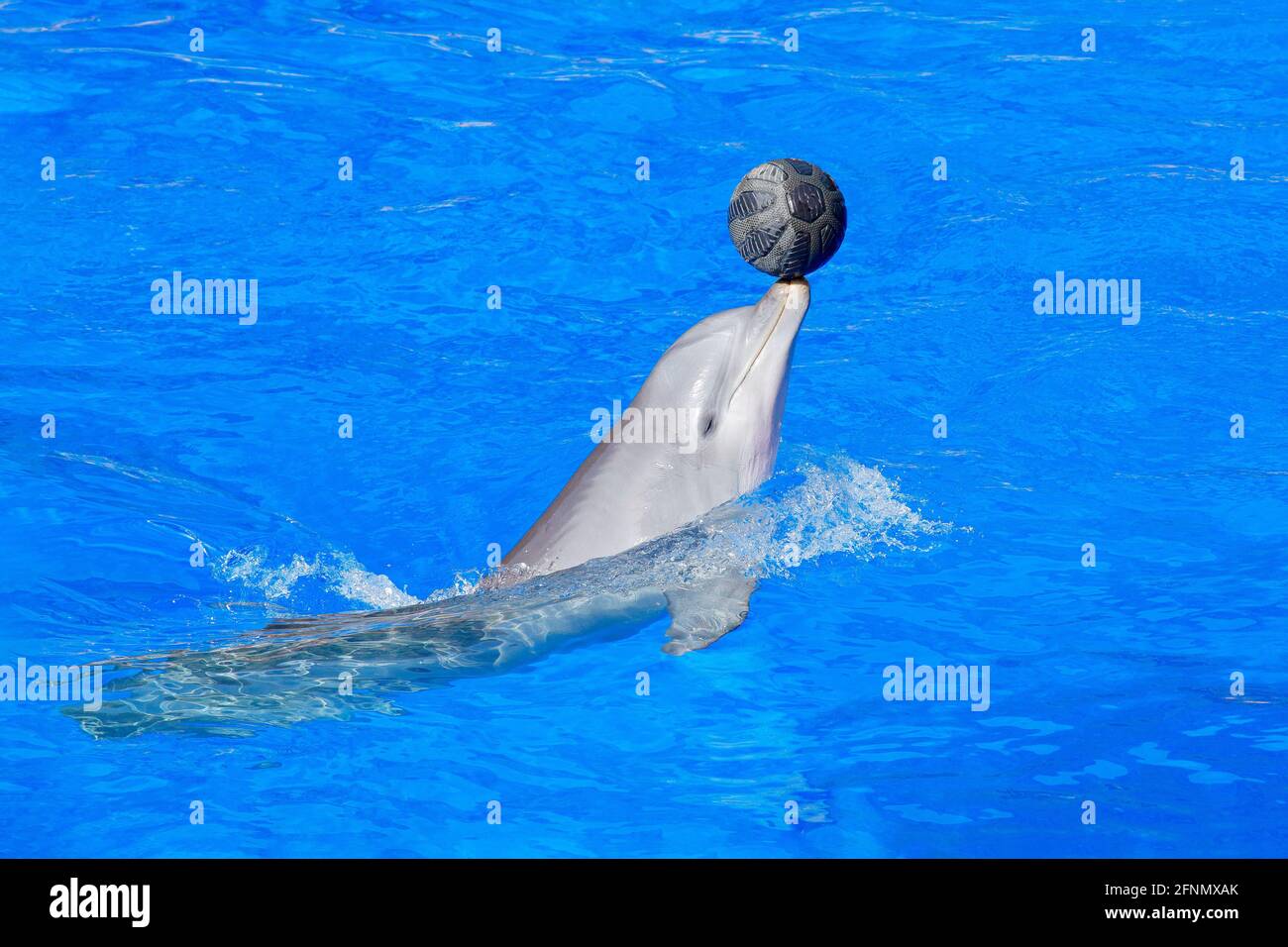 Vague océanique avec animal. Dauphin à gros nez, Tursiops truncatus, dans l'eau bleue. Scène d'action de la faune de l'océan Dolphin saut de la mer. Amusant Banque D'Images