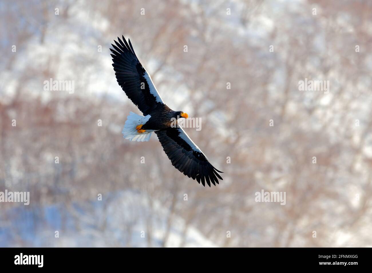 Les oiseaux volent au-dessus des collines. Aigle du Japon dans l'habitat d'hiver. Paysage de montagne d'hiver avec oiseau. Aigle mer de Steller, oiseau de proie volant, avec Photo Stock -