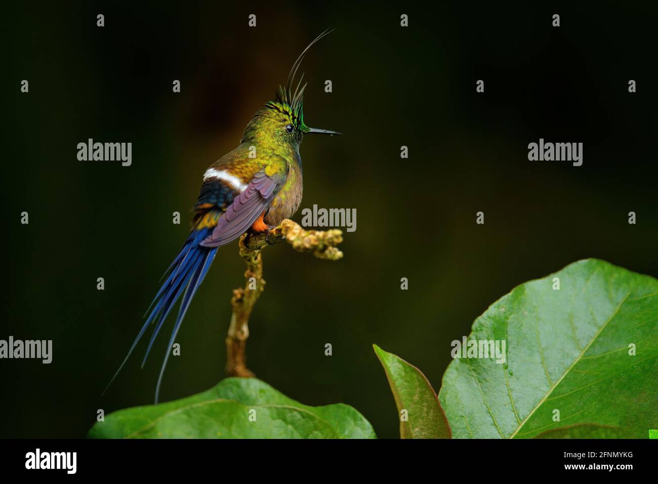 Queue d'épine à crasse métallique, Discosura popellairii, colibri de Colombie, d'Equateur et du Pérou. Bel oiseau avec crête, assis dans les forts tropiques verts Banque D'Images