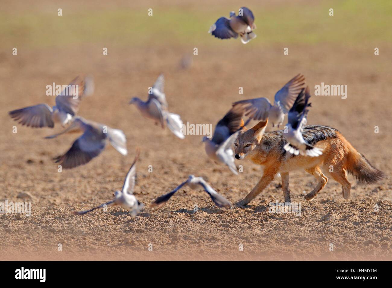 Chacal chasse les oiseaux près du trou d'eau, Polentswa, Botswana en Afrique. Belle scène sauvage d'Afrique avec belle lumière du soleil. Jackal et soirée Banque D'Images