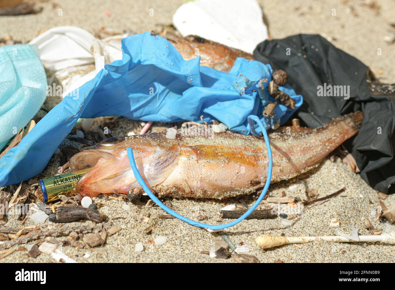 Poisson marin mort manger alcaline pile jetée sur un débris habitat marin pollué, contamination de la nature Banque D'Images