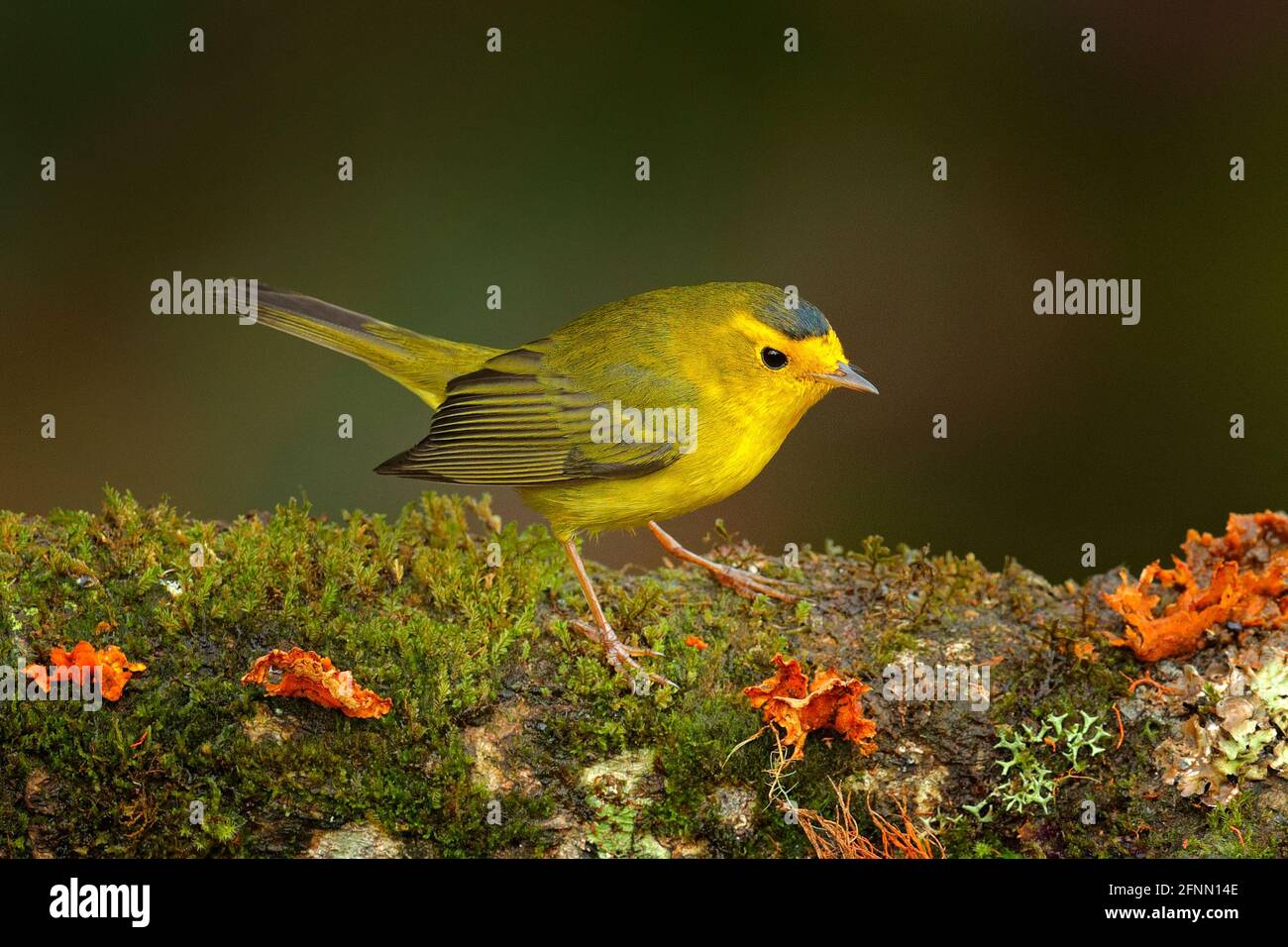 Paruline de Wilson, Wilsonia pusilla, San Ignacio, Belize. Tanager dans l'habitat de la nature, banch de l'arbre de la mousse de lichen . Scène de la faune de la nature tropicale. Banque D'Images