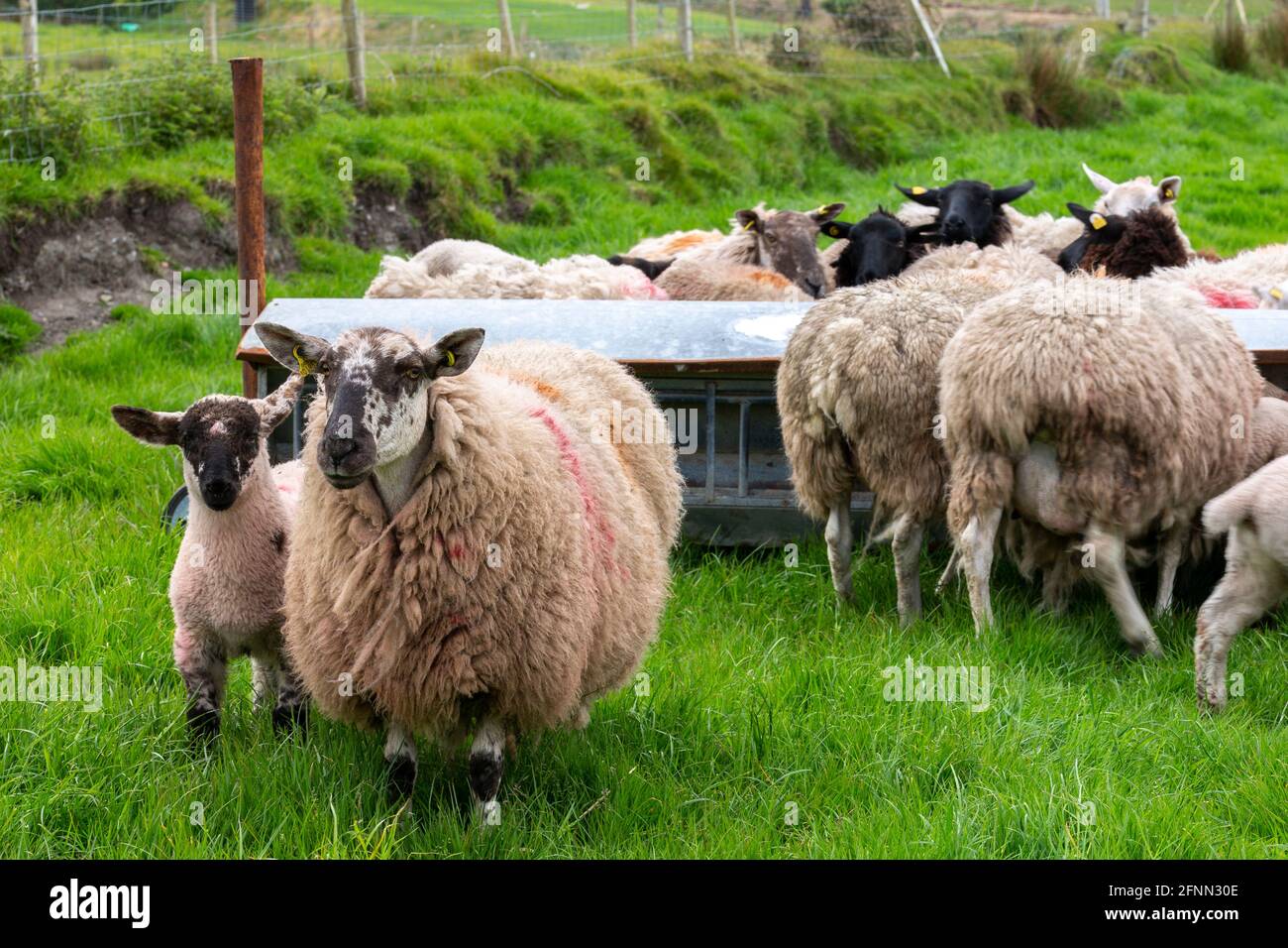 Moutons et agneaux dans un lit de brebis à Portmagee, comté de Kerry,  Irlande Photo Stock - Alamy