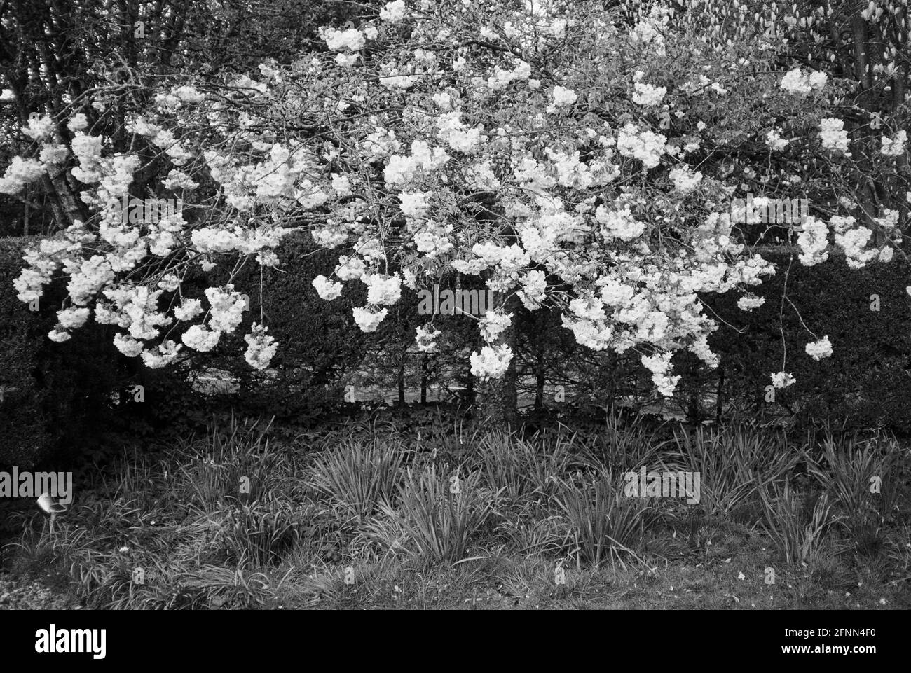Cerisier d'ornement japonais en fleur, Medstead, Alton, Hampshire. Angleterre. Banque D'Images